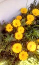 potÃÂ marigoldÃÂ Calendula officinalis